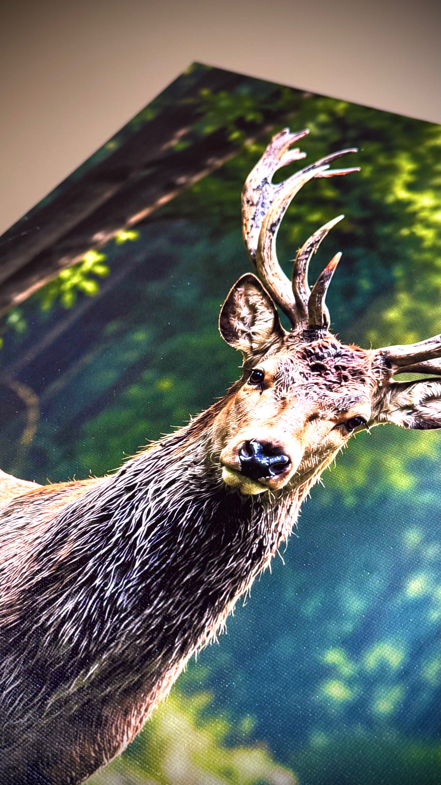 Antler Premium Canvas Wall Art [Free Delivery All Over Australia]